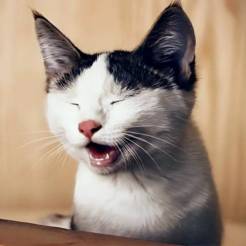 Mèo cười tinh nghịch khoe răng
