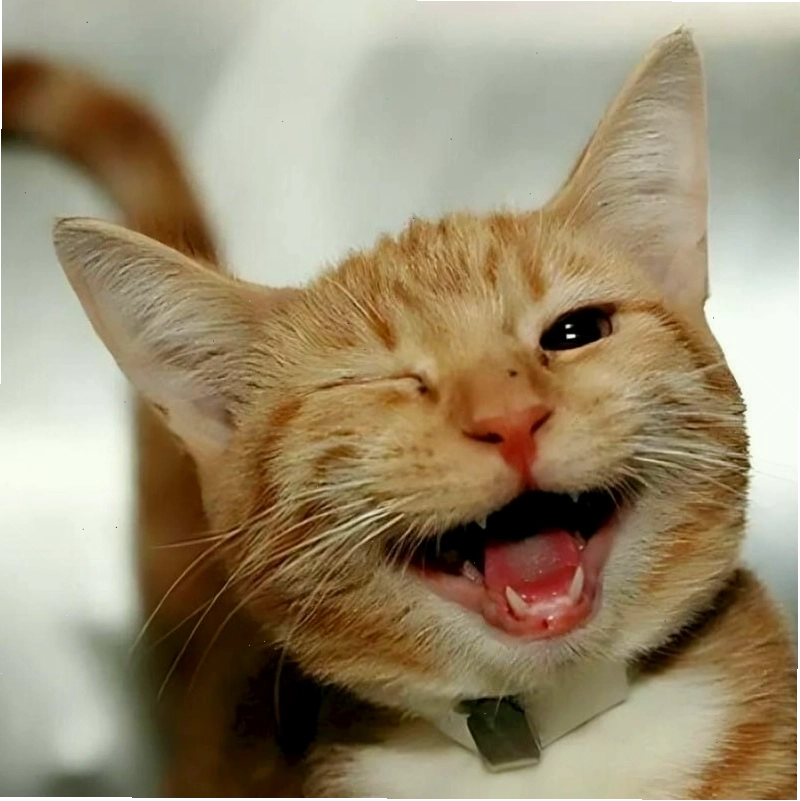 Mèo cười toe toét với hàm răng