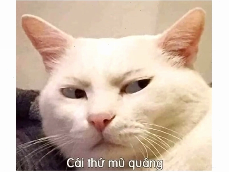 Mèo "like" kèm biểu cảm "tấu hài"