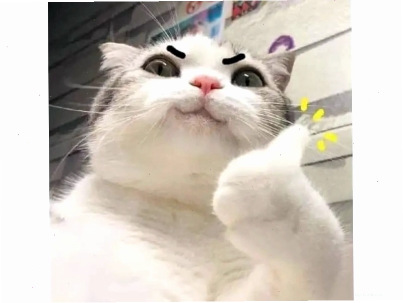 Mèo "like" thể hiện sự tán thành
