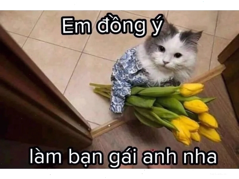 Mèo "like" với vẻ mặt "ngơ ngác" đáng yêu