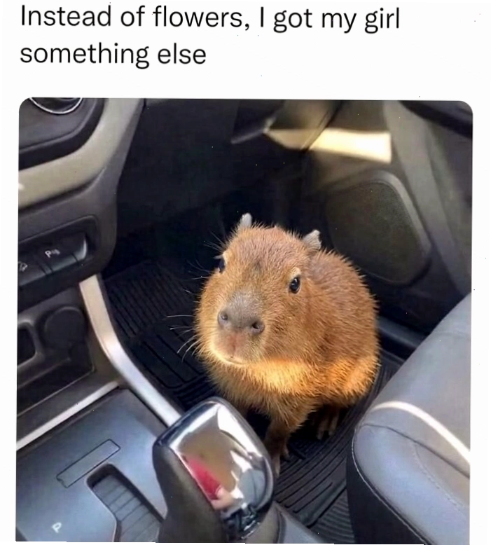 Một chú capybara ngồi giữa bầy vịt con