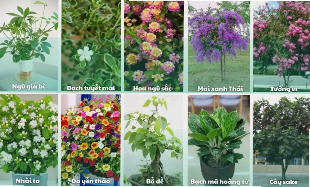 Một số gợi ý cây trồng trong sân vườn