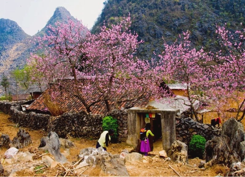 Nắng ấm và không khí vui tươi bao trùm bản làng Sa Pa mùa xuân