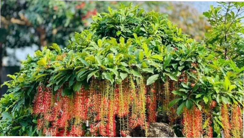 Nên trồng cây lộc vừng ở nơi có nhiều ánh sáng để cây phát triển tốt