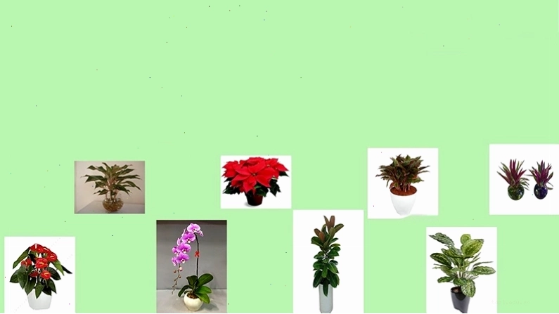 Người mệnh Thổ hợp cây gì về màu sắc