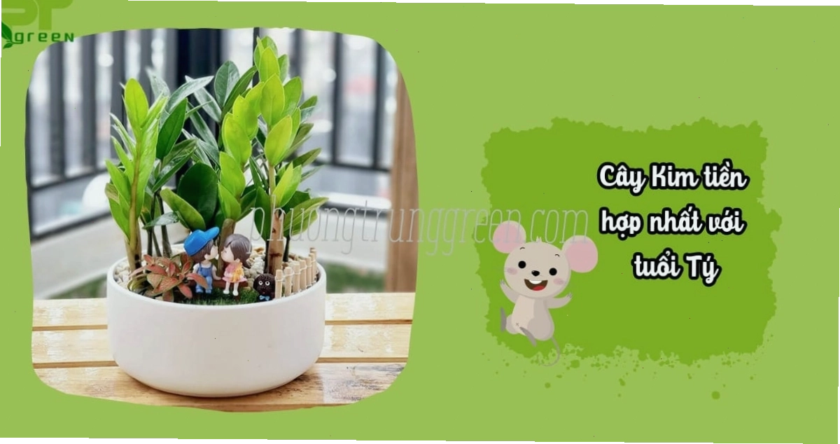 Người tuổi Tý đặc biệt hợp với việc trồng cây Kim Tiền theo phong thủy