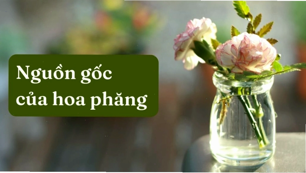 Nguồn gốc lịch sử của hoa phăng