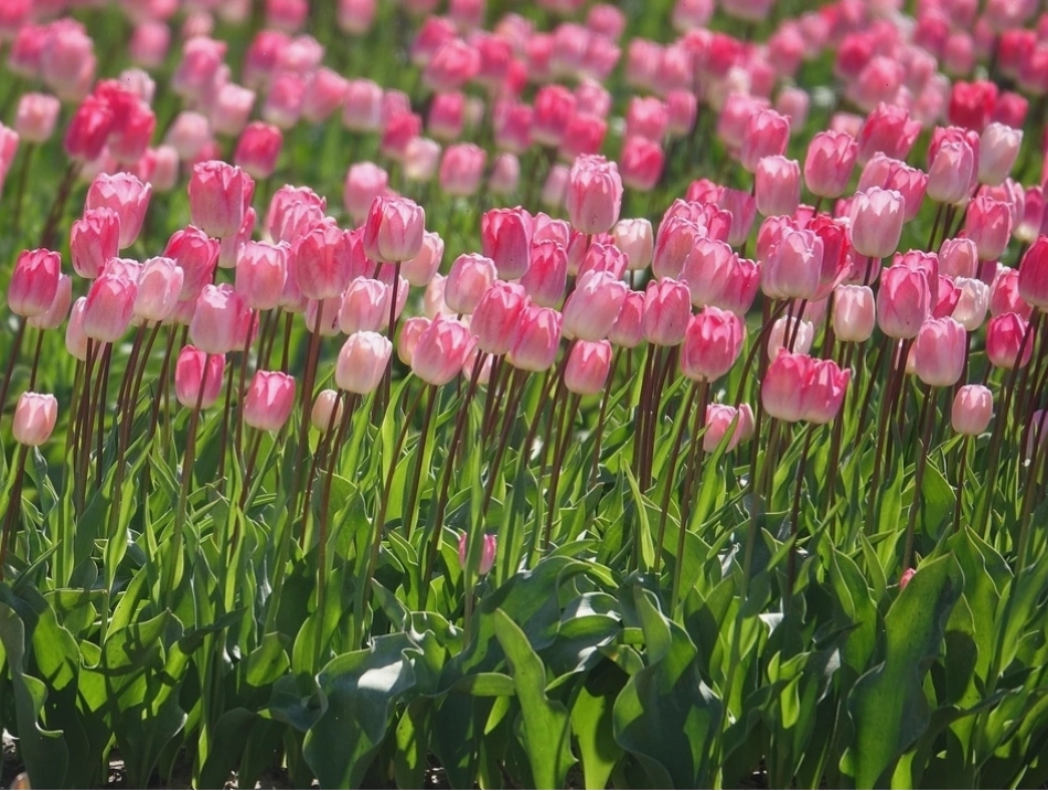 Nguồn gốc và lịch sử hoa tulip trắng trên thế giới