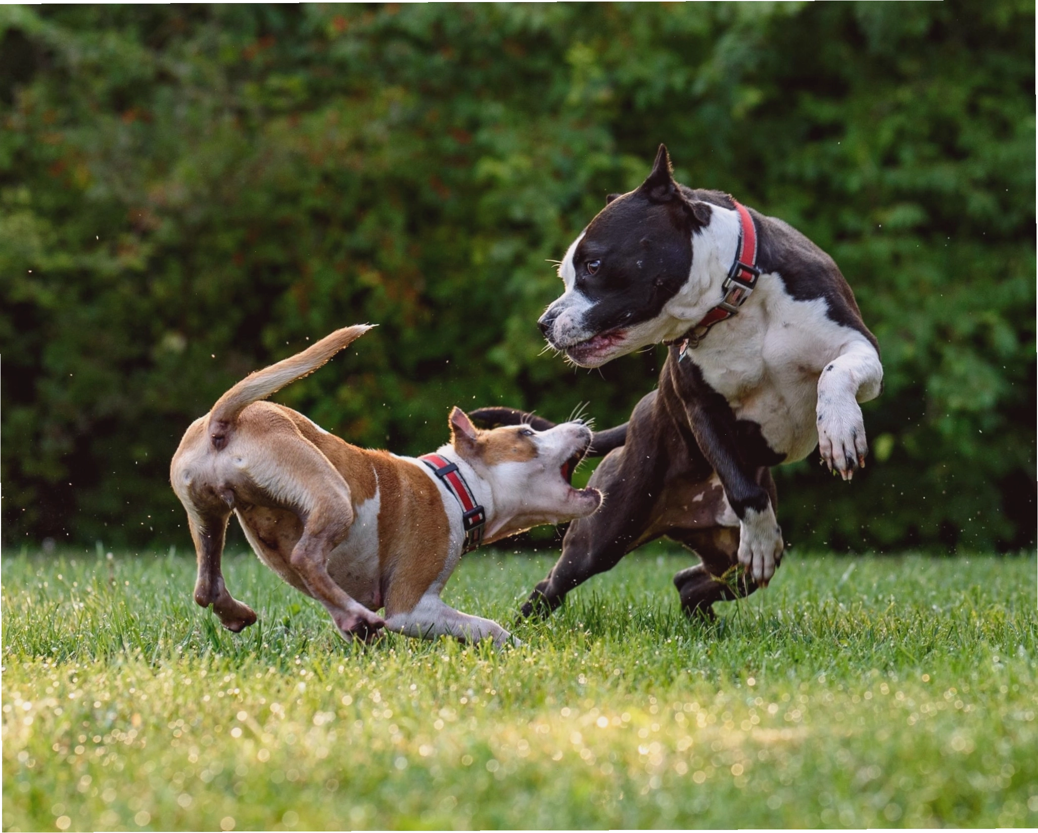 Nguồn gốc và tên gọi của giống chó Pitbull chiến đấu