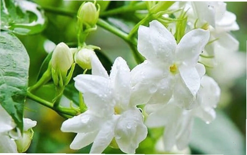 Nguồn gốc và vẻ đẹp tinh khôi của hoa nhài
