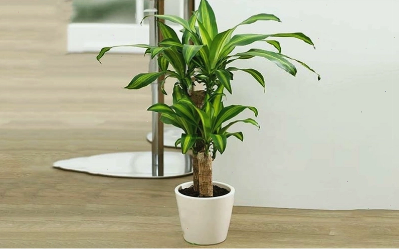 Nguồn gốc và ý nghĩa phong thủy của cây thiết mộc lan