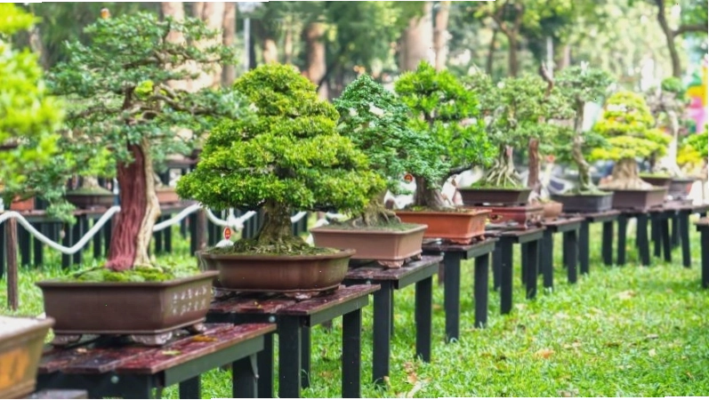 Nguyên tắc chọn cây phong thủy cho người mệnh Thủy