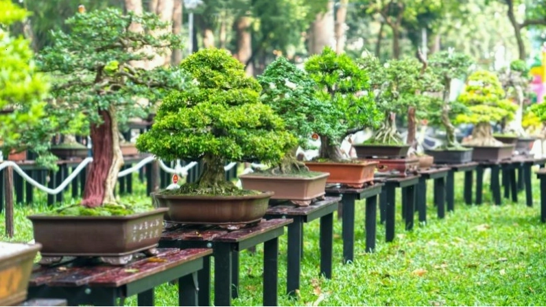 Nguyên tắc chọn màu sắc cây và chậu cho người mệnh Thủy