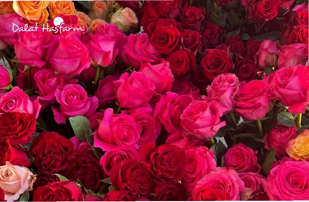 Những bông hoa hồng đa sắc thái