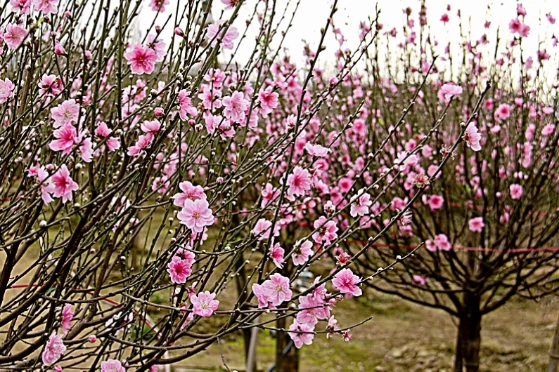 Những cây đào Sa Pa khoe sắc rực rỡ vào mùa xuân