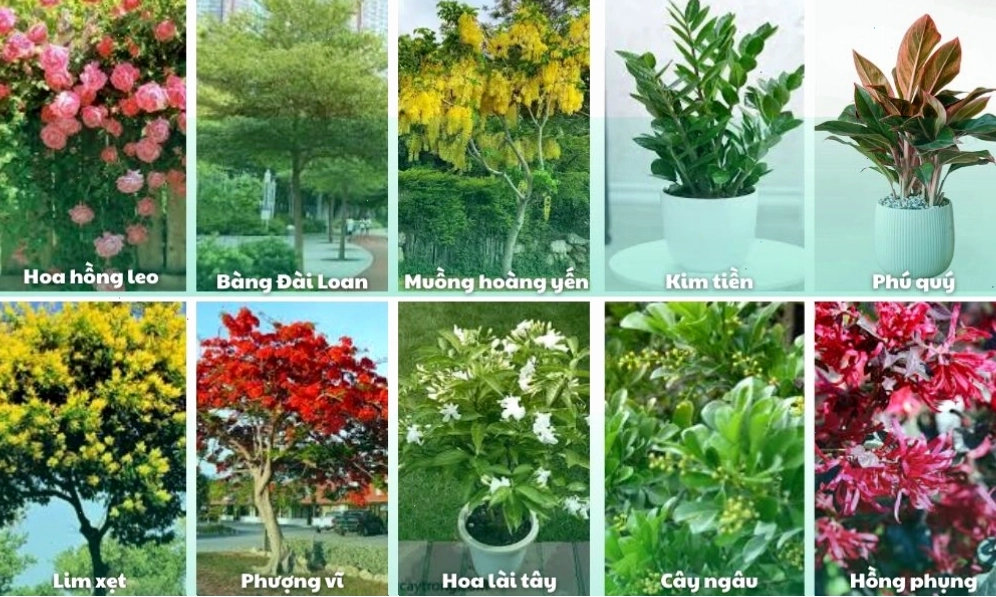 Những giống cây đẹp, thích hợp trồng ở sân vườn