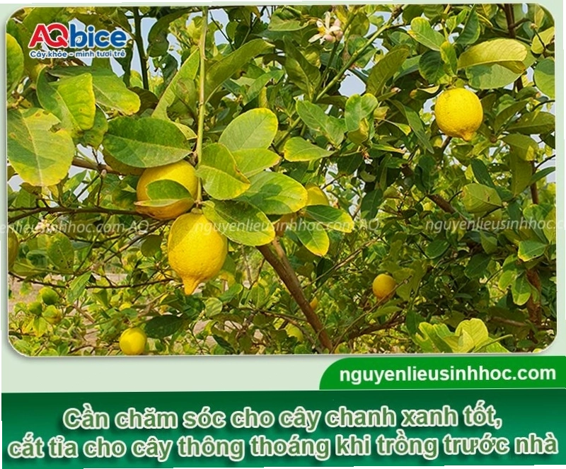 Những lưu ý cần thiết để trồng cây chanh trước nhà luôn xanh tốt