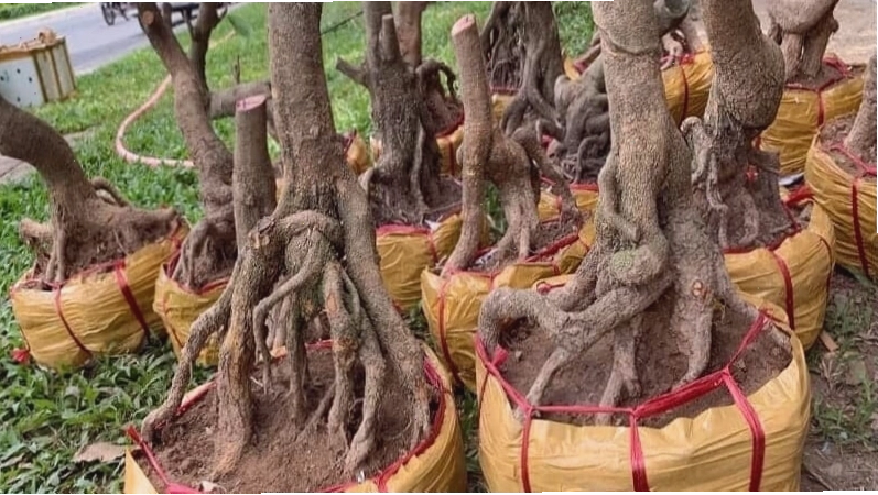 Những lưu ý quan trọng khi trồng và chăm sóc phôi mai rừng
