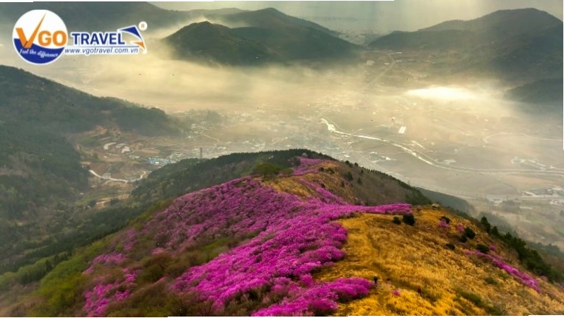 Núi Yeongchwisan mùa hoa đỗ quyên