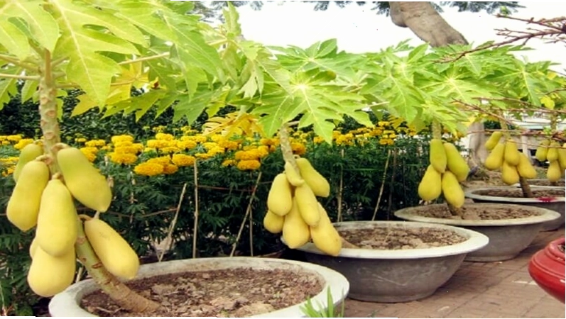 Quả đu đủ chín mọng trên cây