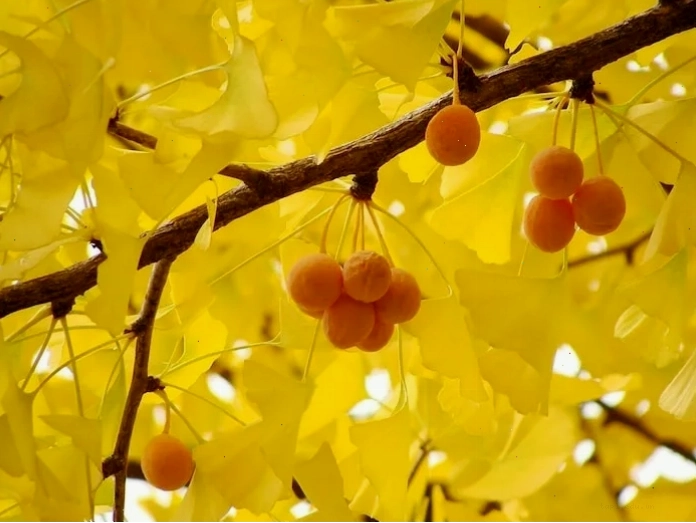 Quả ngân hạnh chín rụng tạo mùi hôi khó chịu vào mùa thu