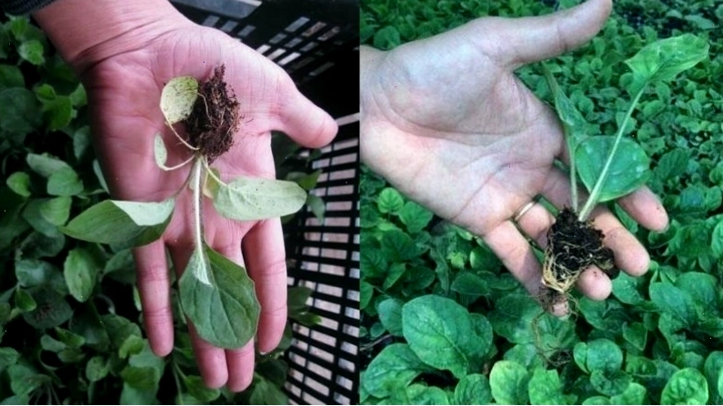 Rễ của cây hoa đồng tiền dạng chùm, cần đất tơi xốp để phát triển