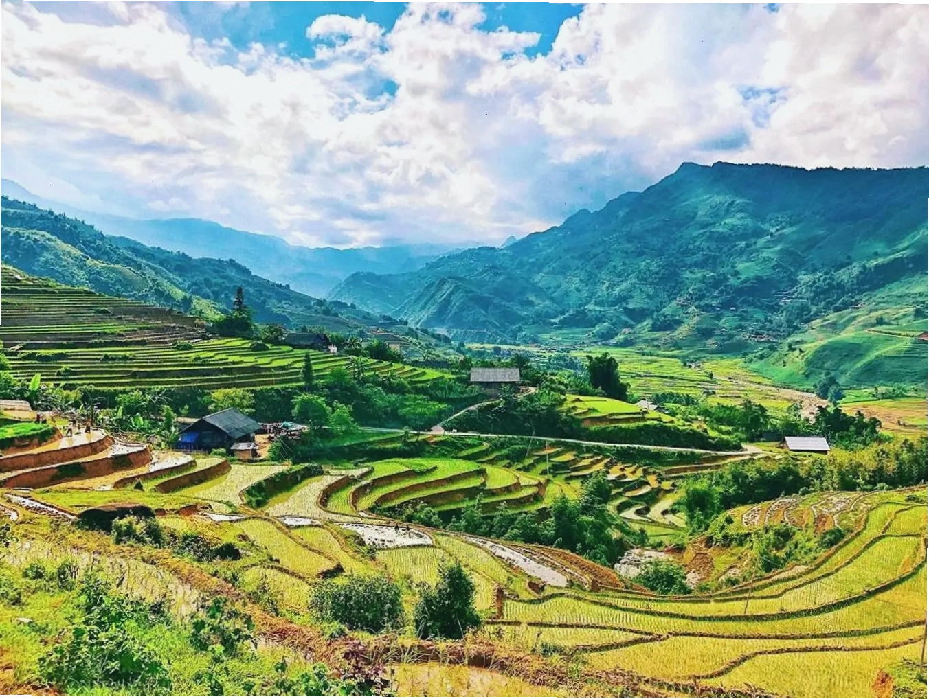 Ruộng bậc thang Sapa mùa lúa chín