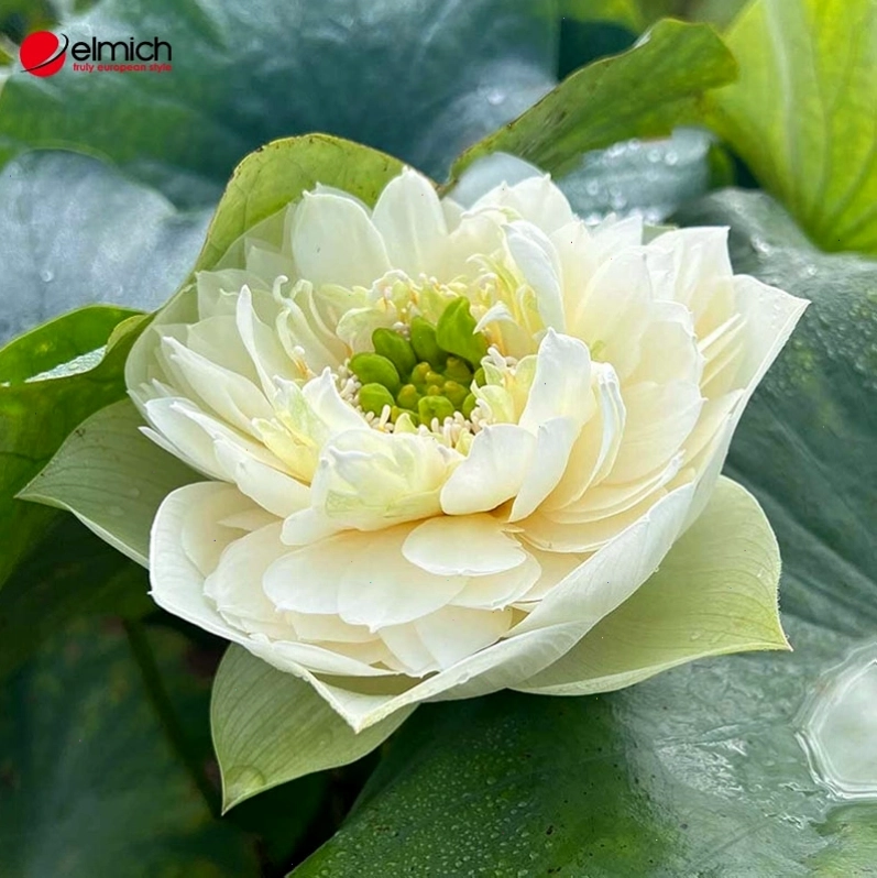 Sen Peony với vẻ đẹp trắng tinh khôi