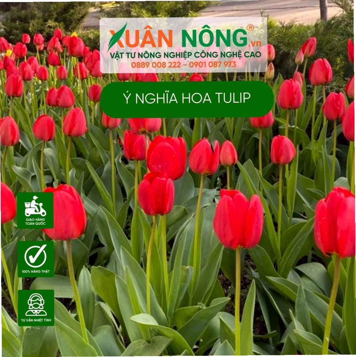 Sự tương phản giữa hoa tulip tím và đỏ tạo nên bó hoa độc đáo, ý nghĩa
