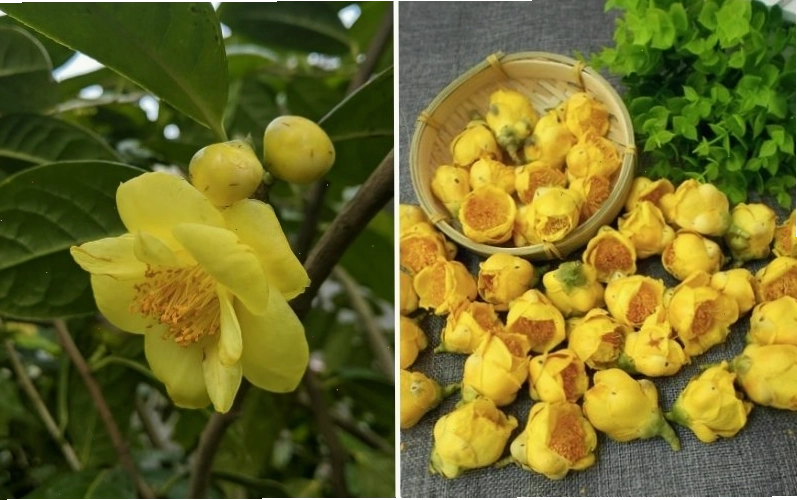 Thành phần dinh dưỡng trong trà hoa vàng