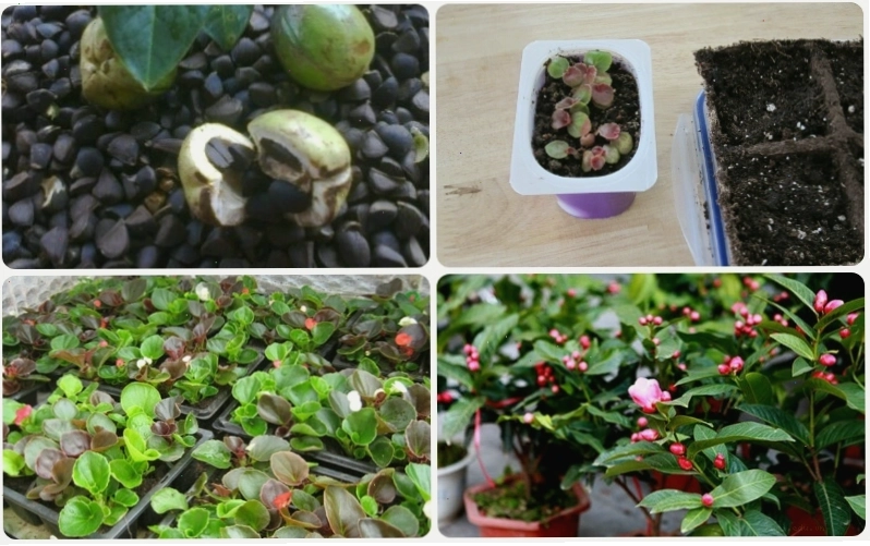 Thời gian cây hải đường trưởng thành khi trồng bằng hạt
