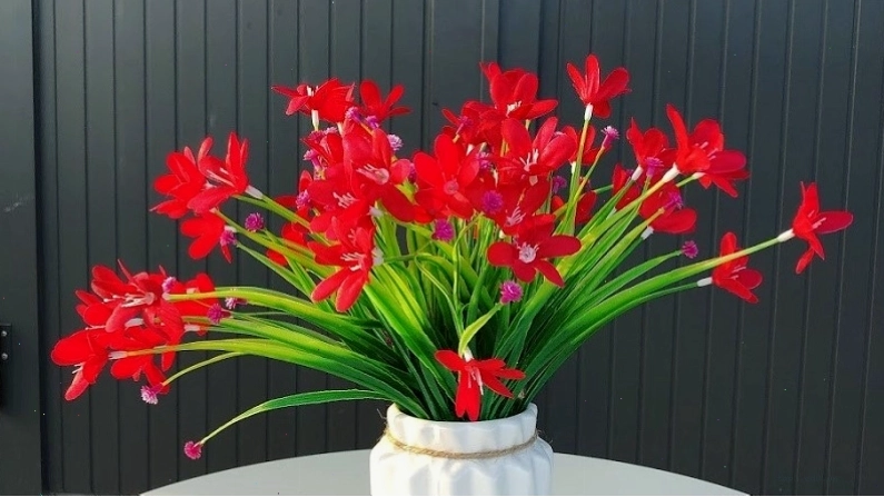 Thủy tiên đỏ rất được ưa chuộng