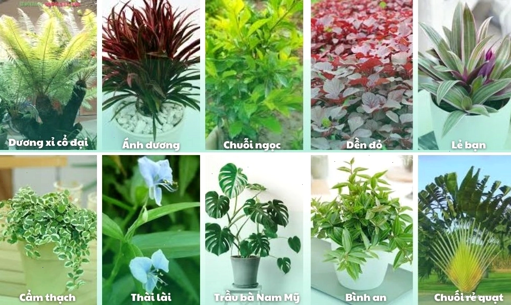 Tìm hiểu một số loại cây dùng để trồng trong sân vườn