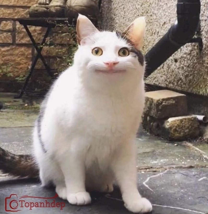 Tổng hợp meme cười đểu đầy hài hước