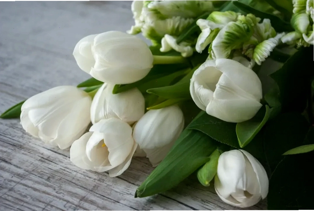 Trang trí không gian với hoa tulip trắng