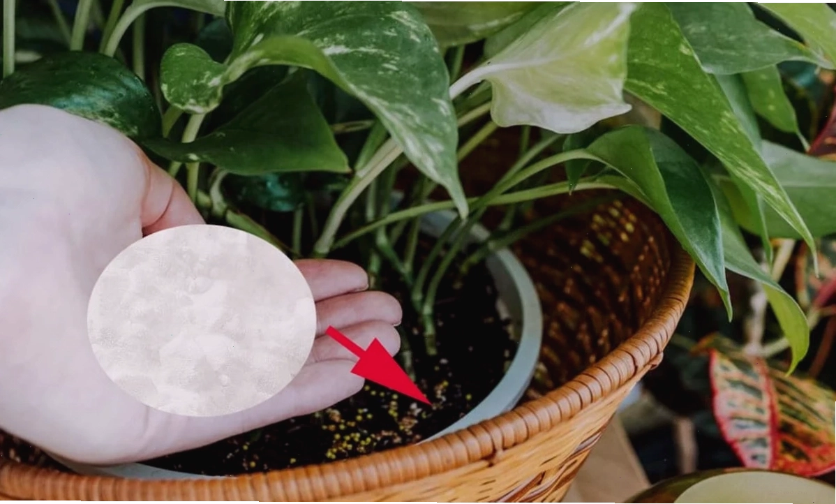 Trồng cây cảnh trước nhà giúp cải thiện không gian sống