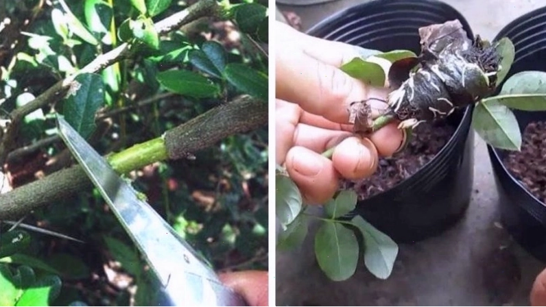 Trồng cây hạnh phúc bằng phương pháp chiết cành