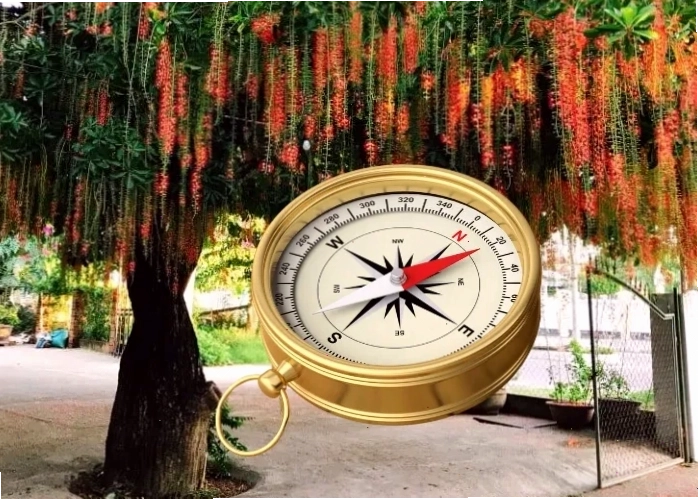Trồng cây lộc vừng trước nhà phù hợp với hướng Đông, Tây, Nam, Bắc