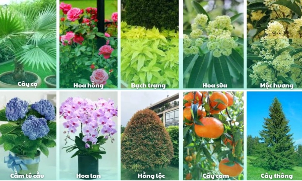 Trồng cây sân vườn với 10 loại cây gợi ý trên đây
