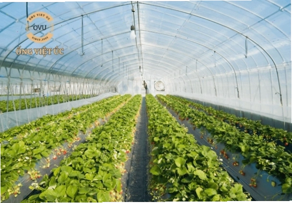 Trồng cây trong nhà kính mang lại hiệu quả kinh tế cao