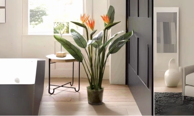 Trồng và chăm sóc các loại cây thiên điểu dễ dàng