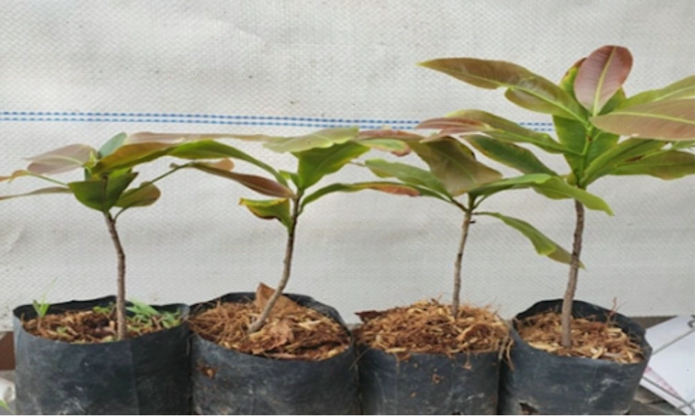 Trực quan cây mai con trước khi trồng