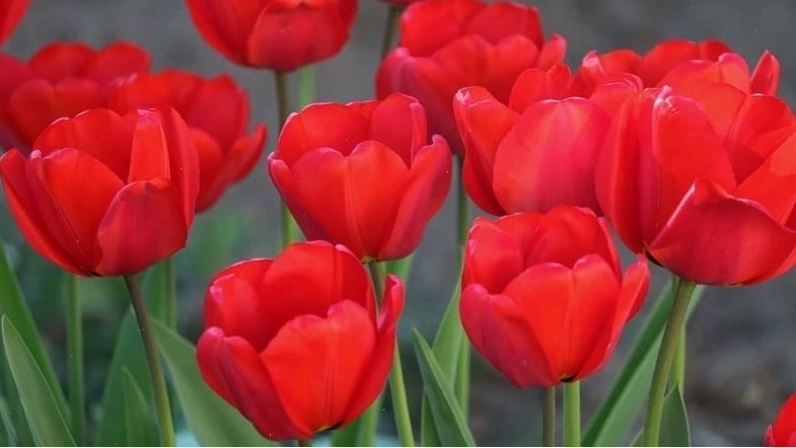 Tulip đỏ tượng trưng cho tình yêu hoàn hảo và đam mê cháy bỏng