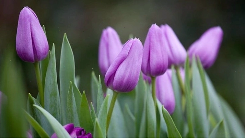 Tulip tím biểu trưng cho sự cao quý và quyền lực