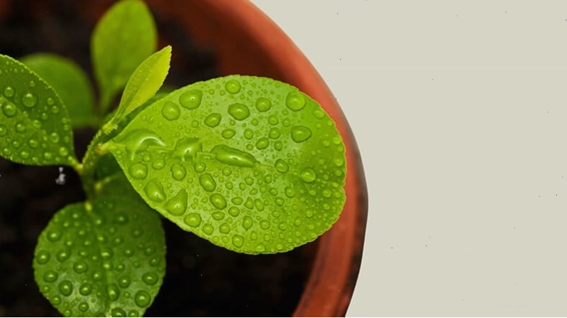 Tưới nước đầy đủ và đúng cách cho cây chanh