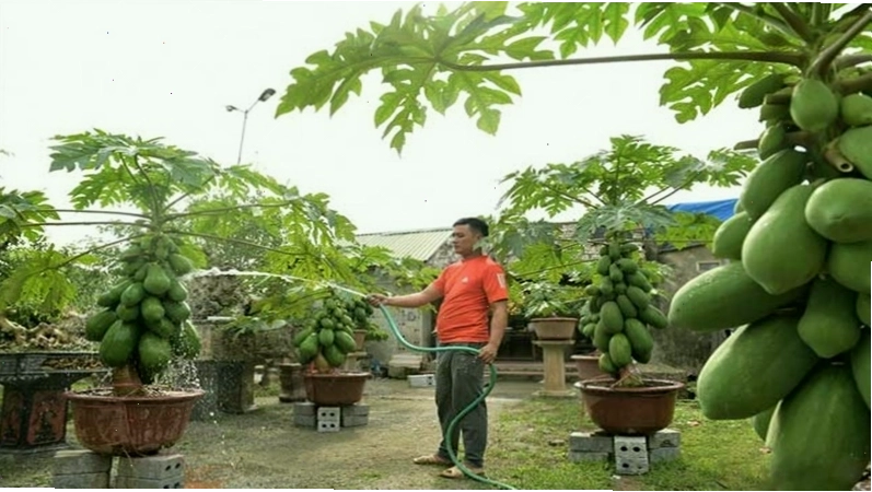 Tưới nước giữ ẩm cho cây đu đủ