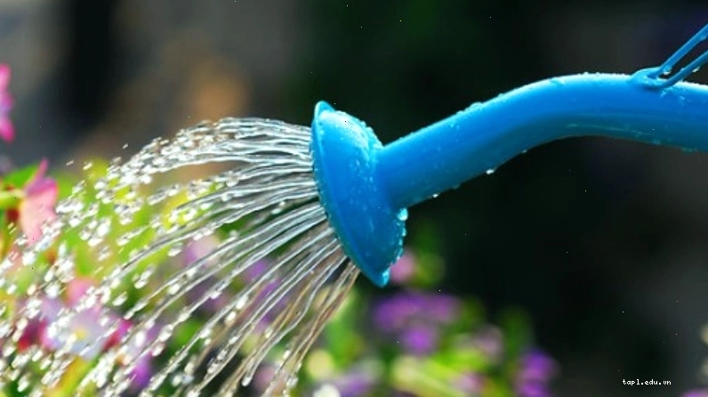Tưới nước hợp lý cho cây tường vi