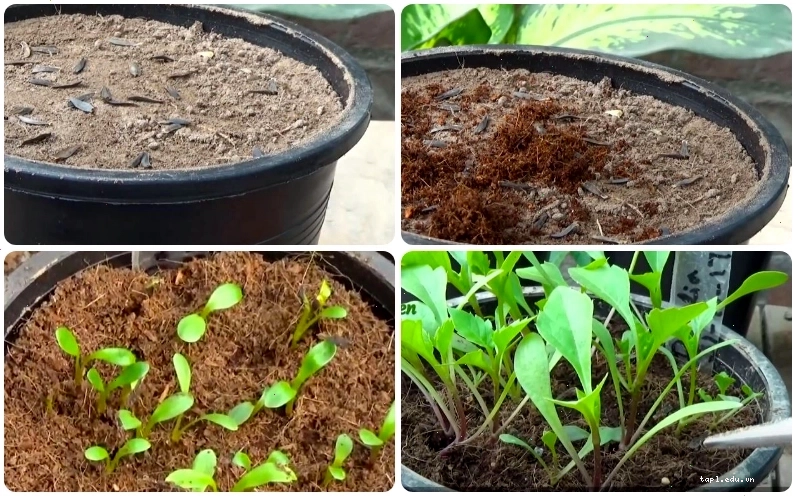 Ươm mầm và tưới nước để cây thược dược non phát triển
