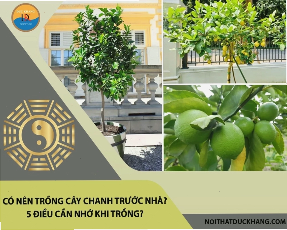 Vị trí lý tưởng để trồng cây chanh trước nhà theo phong thủy